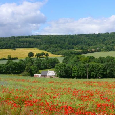 a close up of a lush green field