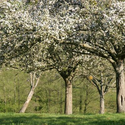 a large tree in a field