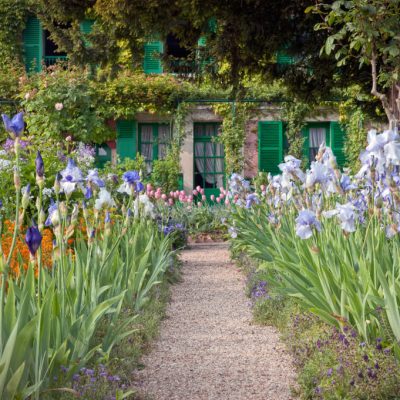 a close up of a flower garden